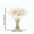 thumbnail image 3 of Dried Bunny Tail Grass Bundle, Multi Color Dry Flower Stem Set, Boho Floral Vase Filler, Decorative Flower for Living Room Home Party Floral Arrangement, 3 of 7