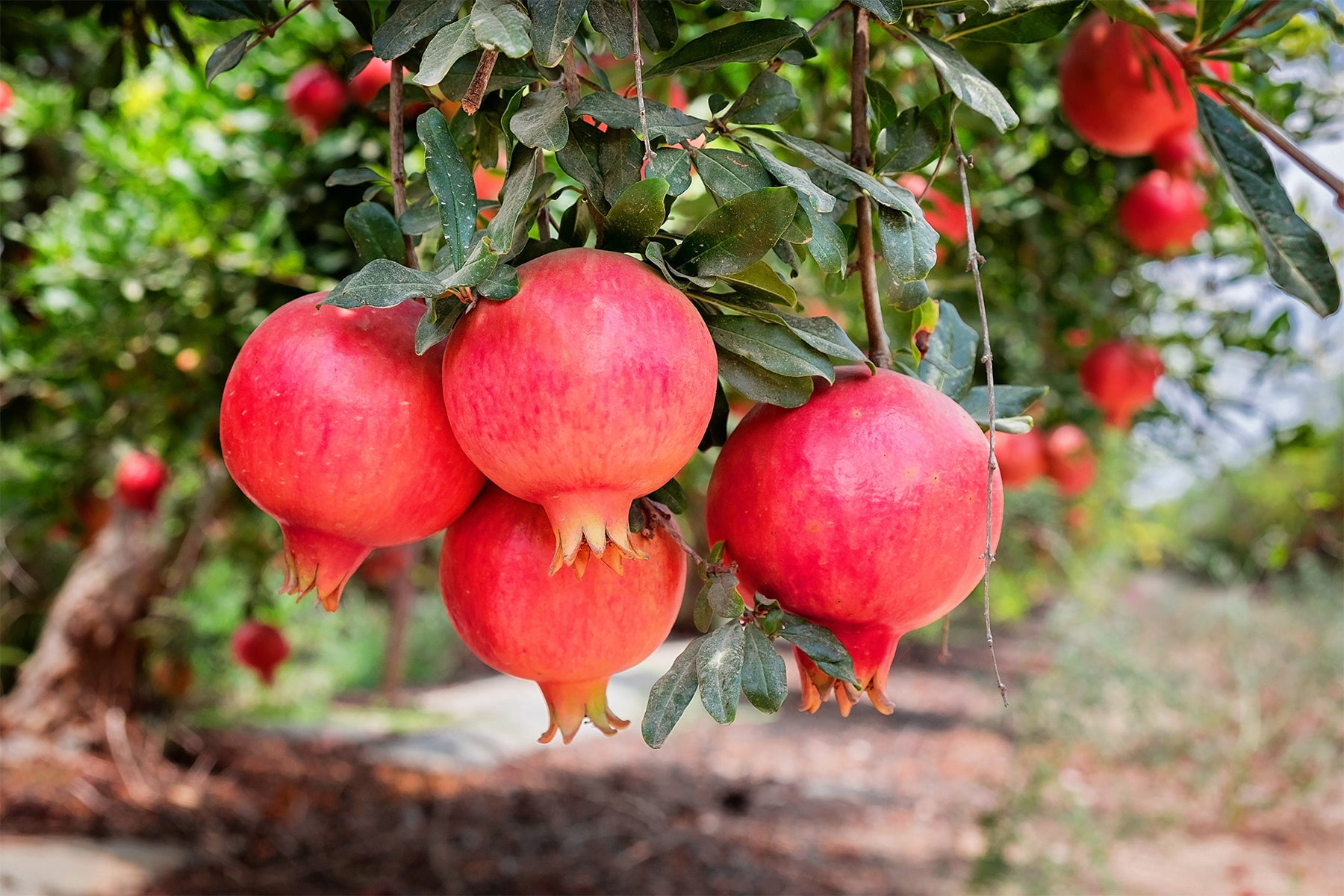 Expert Gardener 2-3 ft tall Parfianka Pomegranate Live Tree in 5-Gallon Grower Pot