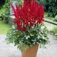 thumbnail image 1 of TASC Flower Bulbs Astilbe Arendsii Fanal (2 Bulbs), 1 of 1