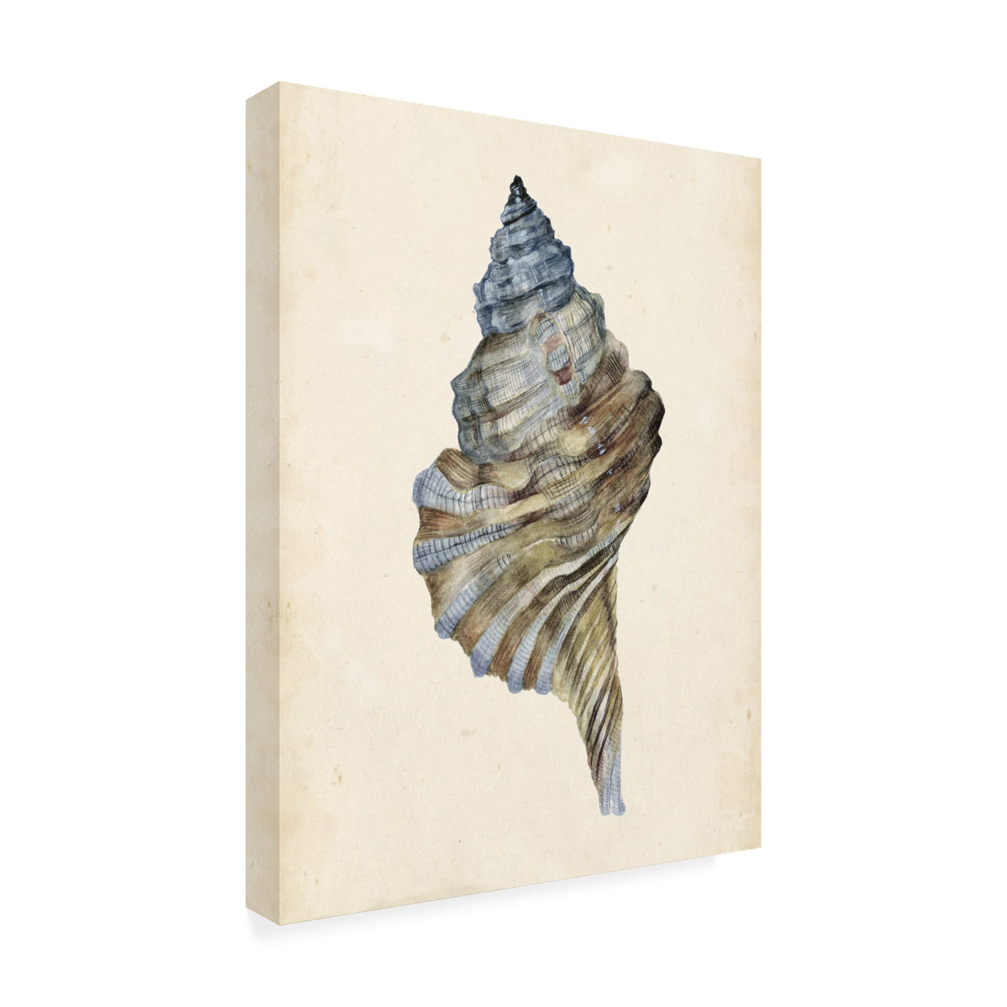 Trademark Fine Art 'Watercolor Seashell III' Canvas Art by Melissa Wang