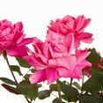 thumbnail image 2 of Knockout Roses 2G Pink Flowering Shrub Full Sun Live Plants, 2 of 3