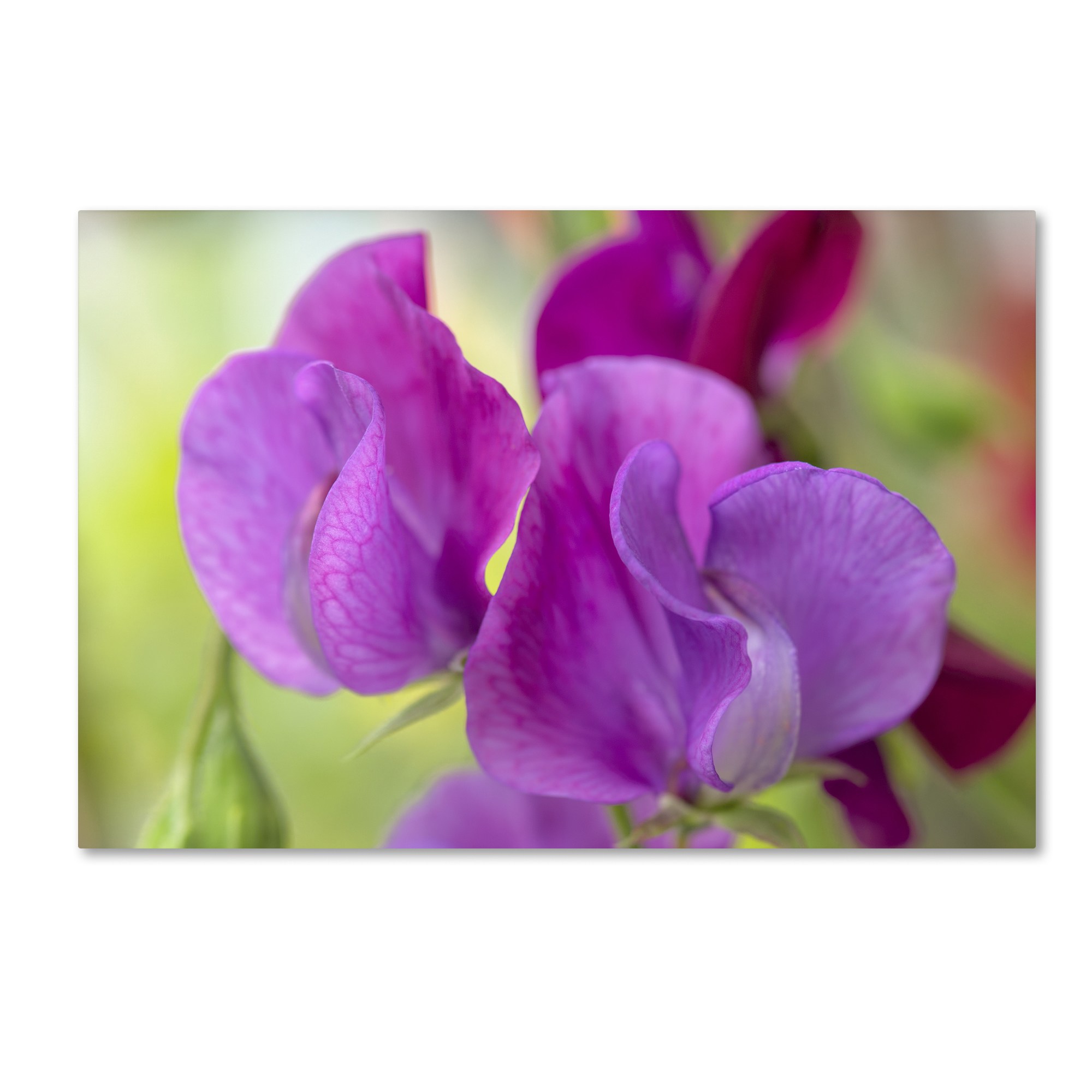 Trademark Fine Art 'Two Sweet Pea Flowers' Canvas Art by Cora Niele