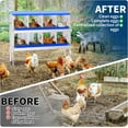 thumbnail image 5 of Lumiparty Chicken Nesting Box, 8 Compartment Chicken Laying Boxes with Bracket Legs, Metal Nesting Boxes for Chicken Coop, Roll Away Nest Box, Easy Egg Collection, Blue, 5 of 7