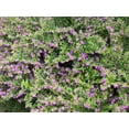 thumbnail image 5 of American Plant Exchange Mexican Heather Plant, Live Tropical Shrub, 6-inch Pot, White or Lavender Flowers, 5 of 5