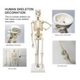 thumbnail image 3 of YAOMOBB Sturdy Mini Skeleton Model Mini Human Skeleton Model Body Flexible Joints Great Teaching Tool School Removable Skull, 3 of 6