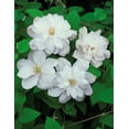 thumbnail image 3 of Direct Gardening Erik Ruuth White Flowering Clematis Vine 1 Gallon Potted Perennial Plant, 3 of 5