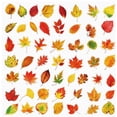 thumbnail image 4 of 50 Pcs Nature Scenery Sticker Set, PET Waterproof Decals for Journaling, Scrapbooking Stickers for DIY Crafts Home Decor, 4 of 7