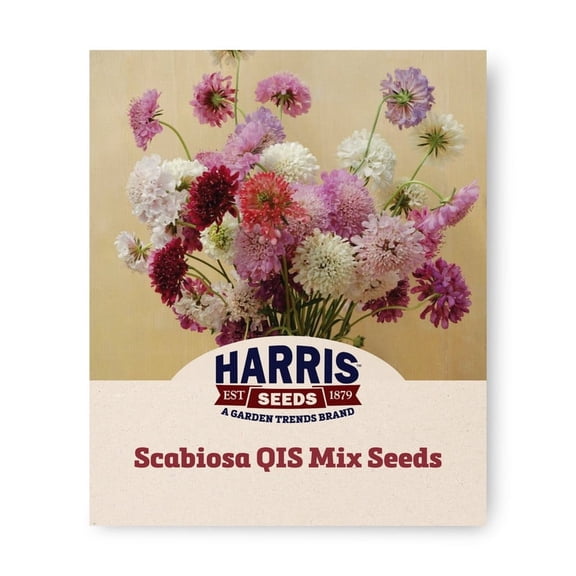 Harris Seeds - Scabiosa QIS Mix Seeds - Large Flower - 500 Seeds
