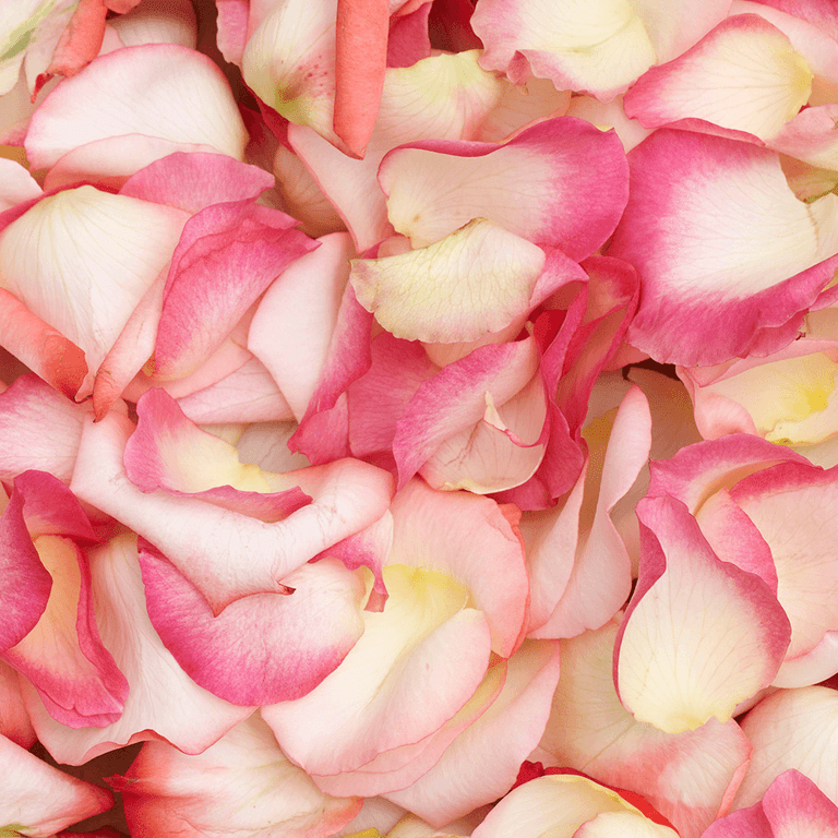 3500 Hot Pink Rose Petals- Beautiful Fresh Cut Flowers- Express Delivery 