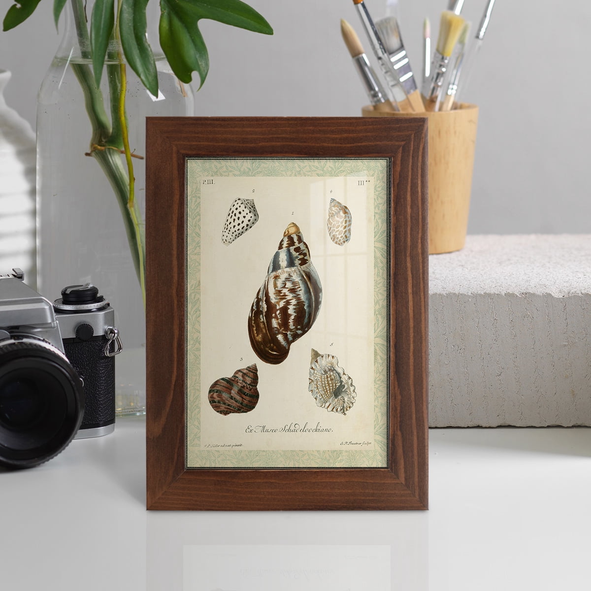 Bookplate Shells VII - Framed Print w/glass - Chestnut
