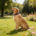 thumbnail image 2 of Minzimin Dog Collar, Reflective Dog Collar, Quick Release Soft Comfortable Dog Collars, Safety Buckle Adjustable Nylon Collars for Small Medium Large Dogs, 2 of 5
