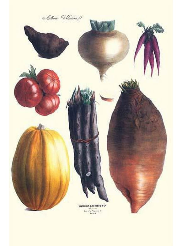 Vegetables; tomato, raddish, sweet, pumpkin, carrots, yam-Fine Art Canvas Print (20" x 30")