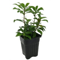 Dorothy Wycoff Lily of the Valley Shrub -Pieris japonica -Hardy- 4" Pot