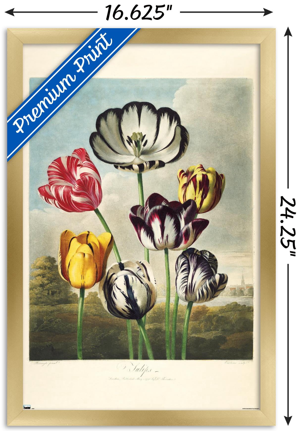 Tulips from the The Temple of Flora Wall Poster, 14.725" x 22.375" Framed