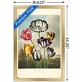 thumbnail image 3 of Tulips from the The Temple of Flora Wall Poster, 14.725" x 22.375" Framed, 3 of 6