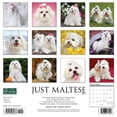 thumbnail image 2 of Just Maltese 2024 12 X 12 Wall Calendar (Calendar), 2 of 4