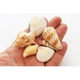 thumbnail image 3 of 1 Lb  (100 Shells) Indian Ocean Shell Mix (1"-2" / 25-50mm) Beach Decor Ocean Art Craft, 3 of 3