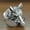 Silver, variant on Wild Boar Head Ring Animal Men Jewelry Punk Plated 316L Stainless Steel Fashion-Silver-9