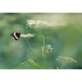 thumbnail image 2 of White Admiral Butterfly On Cow Parsnip, Alberta, Canada Poster Print (16 x 11), 2 of 4