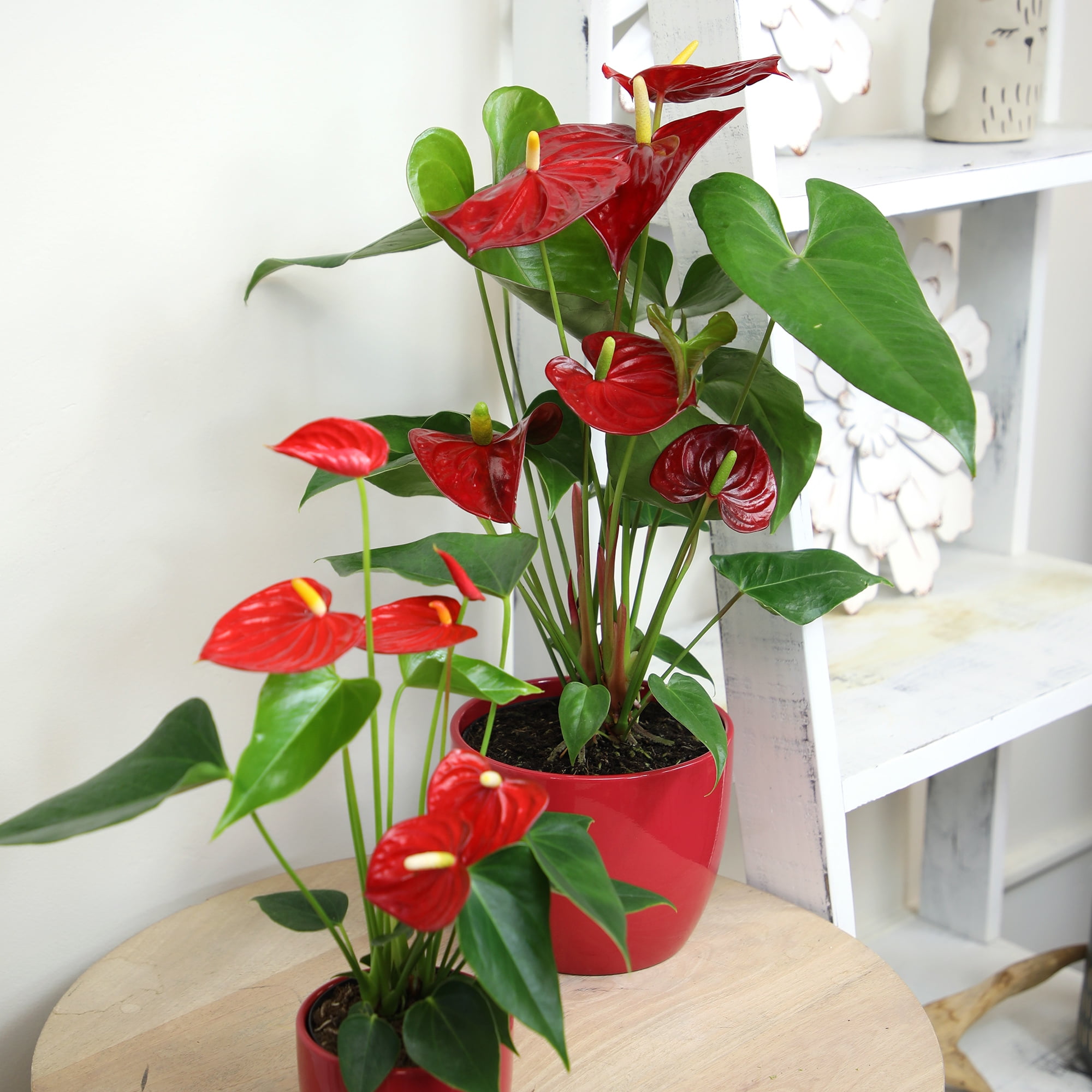 Anthurium Flamingo Flower Houseplant | 6in Red Decor Pot; Indirect Light | Element by Altman Plants