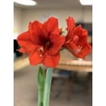 thumbnail image 4 of Bloomaker USA  Bloomaker Red Lion Amaryllis Bulbs, 26 - 28 cm+ - Pack of 10, 4 of 4