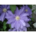 thumbnail image 5 of Clematis HF Young - Live Plant in a 4 Inch Growers Pot - Clematis 'HF Young' - Starter Plants Ready for The Garden - Beautiful Light Purple Flowering Vine, 5 of 5