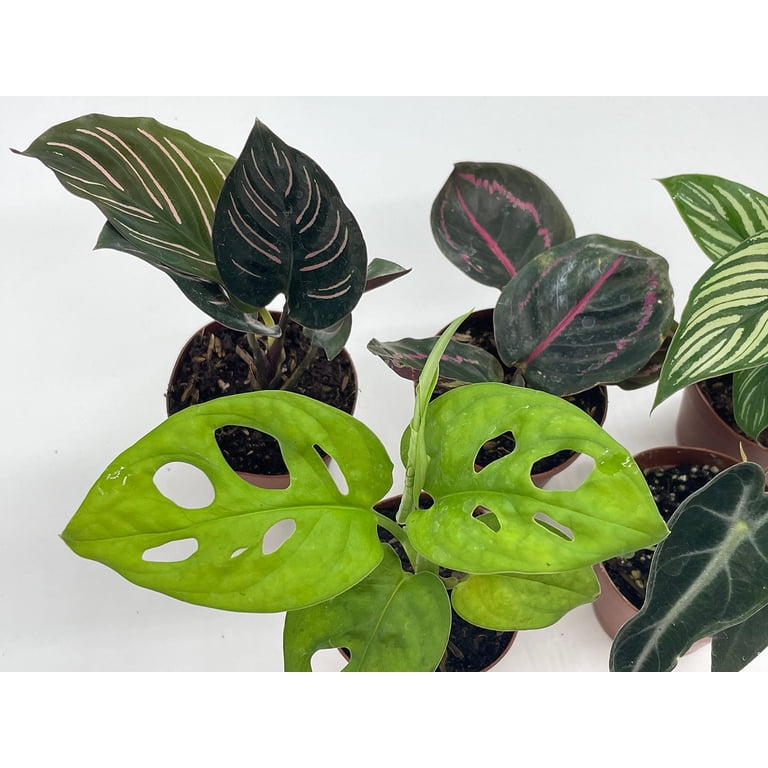 Live House Plant Potted, Indoor Premium Collection, Assorted Foliage,  Monstera, alocasia, 2 in. Pot, Set of 5 - Walmart.com