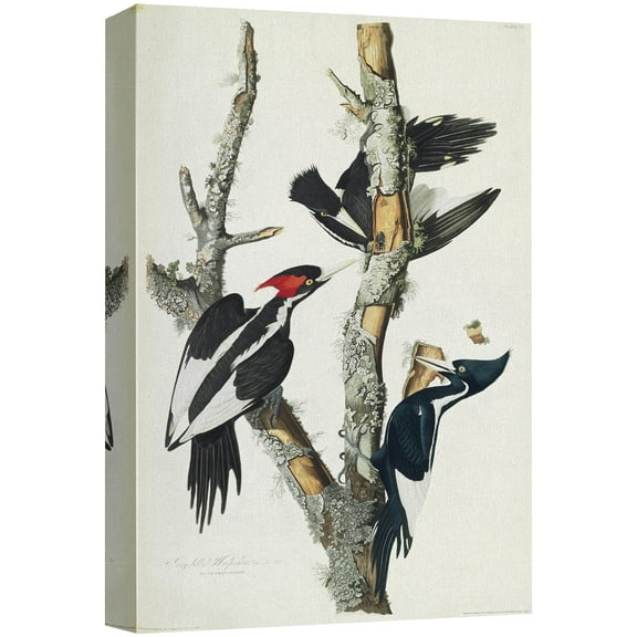 wall26 Canvas Print Wall Art Ivory-Billed Woodpecker by John James Audubon Animals Birds Illustrations Modern Art Rustic Scenic Relax/Calm Multicolor Warm for Living Room, Bedroom, Office - 12"x