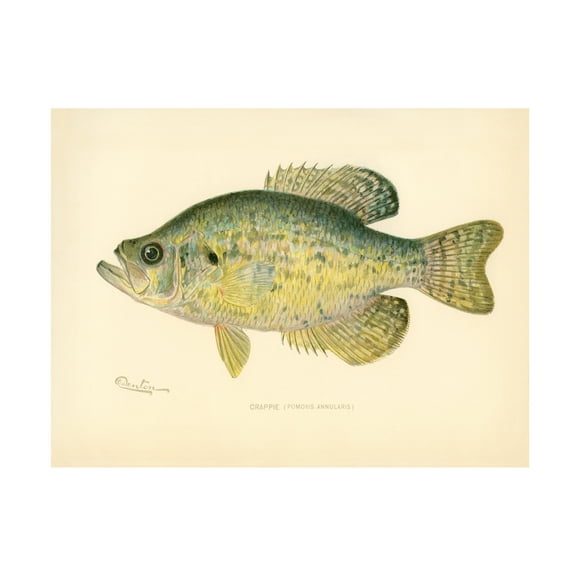 Trademark Fine Art Print Collection Crappie Canvas Wall Art - 35x47