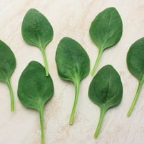 Spinach Seeds - Lakeside - Hybrid - 3 g Packet ~270 Seeds - Non- GMO, F1 Hybrid - Vegetable Garden