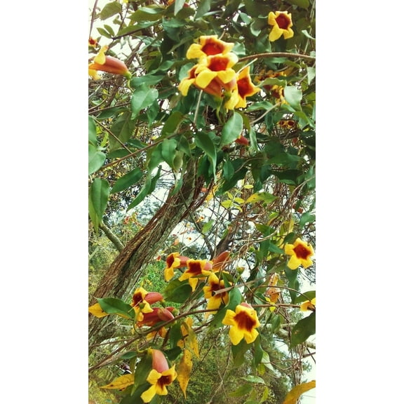 2 PLANTS CROSS VINES TANGERINE BEAUTY BIGNONIA YELLOW ORANGE RED TRUMPET FLOWER