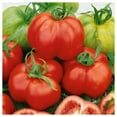 thumbnail image 1 of Everwilde Farms - 1 lb Organic Red Stuffer Heirloom Tomato Seeds - Gold Vault Bulk Seed Packet, 1 of 2