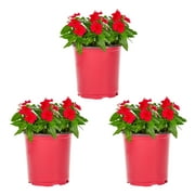 Expert Gardener 2.5QT Red Vinca Annual Live Plants (3 Count) with Grower Pots