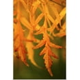 thumbnail image 1 of Great BIG Canvas | Rolled Erin Berzel Poster Print entitled Fall Leaves II, 1 of 4