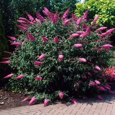 Brighter Blooms - Pink Delight Butterfly Bush, 1 gal. - No Shipping To AK, AZ, HI, OR, WA