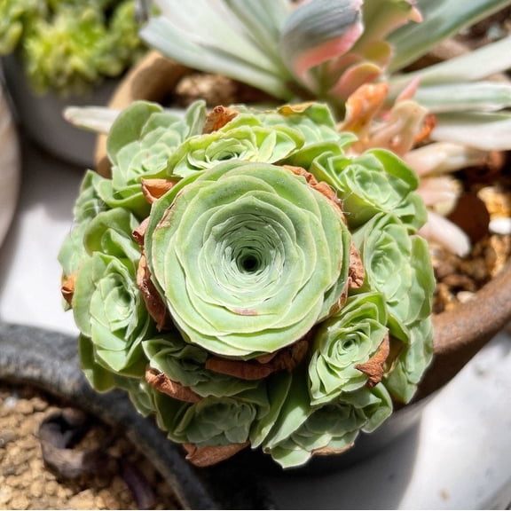 Rare Succulents - Aeonium Greenovia Moonlight Cluster