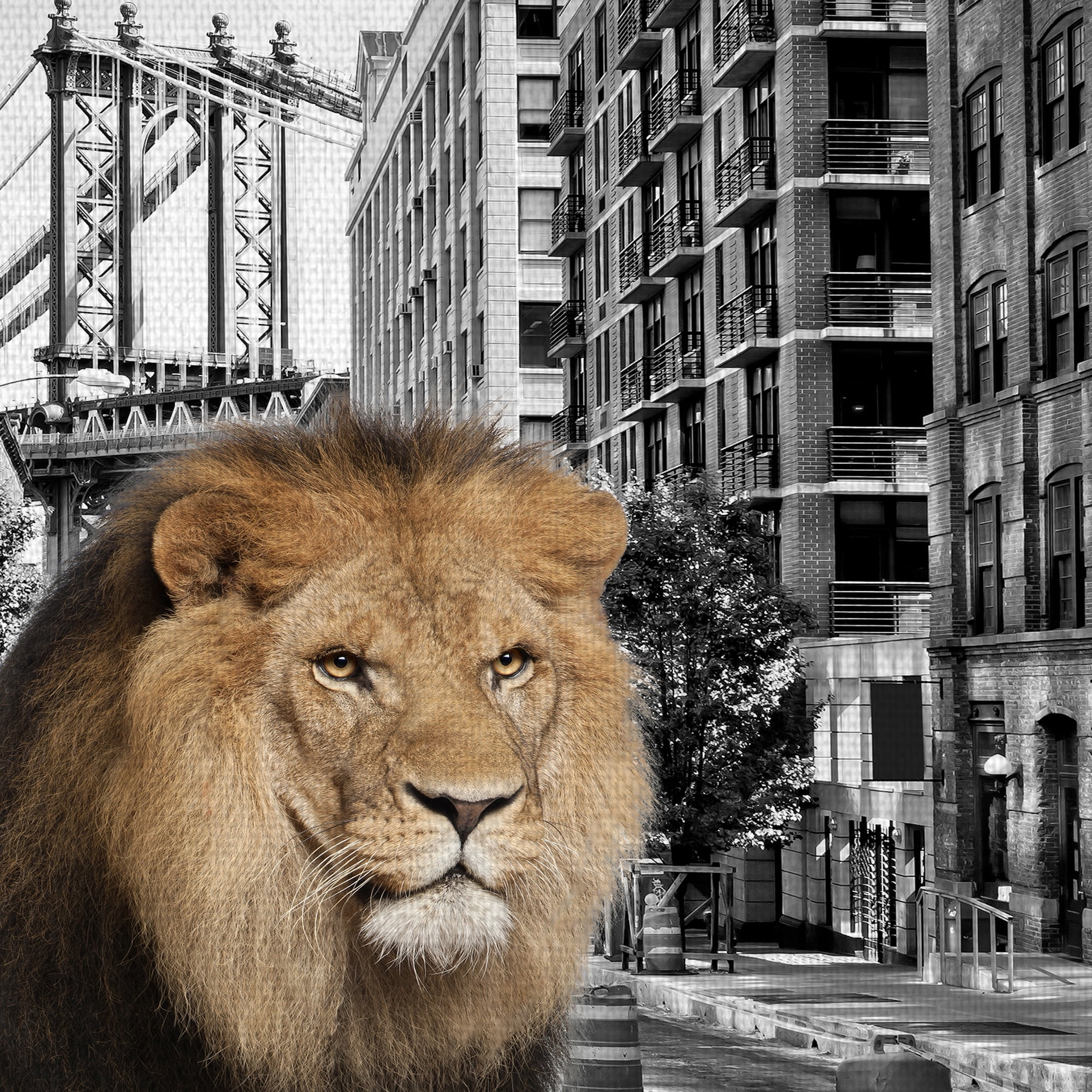 Masterpiece Art Gallery Urban Jungle I Lion By Belle Maison Canvas Art Print 22" x 28"