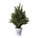thumbnail image 4 of Pequeño de artificial de ciprés, planta artificial en maceta para mesita de noche, ideal para armario o repisa de chimenea., 4 of 7