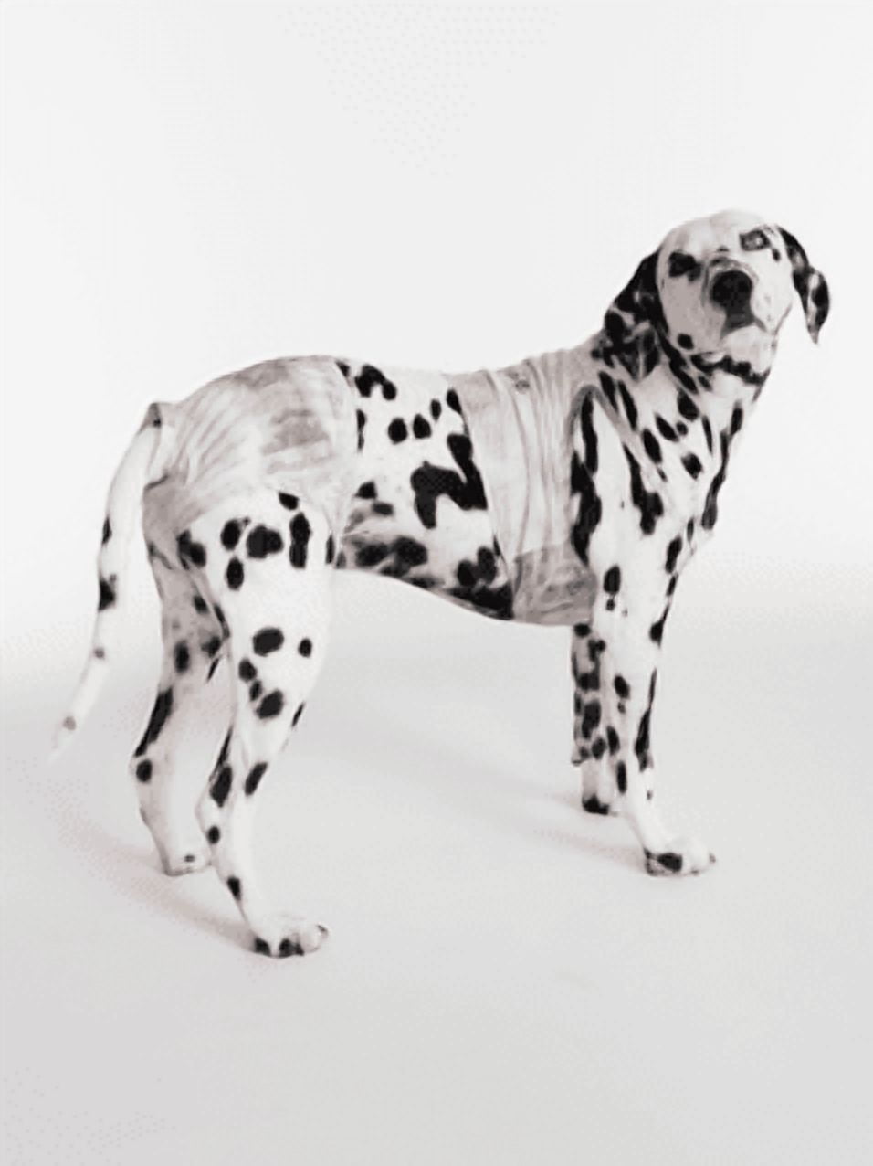 Hot Dog Summer by Megan Thee Stallion Shell Bloom Barkini Dog Bikini, Beige, Large