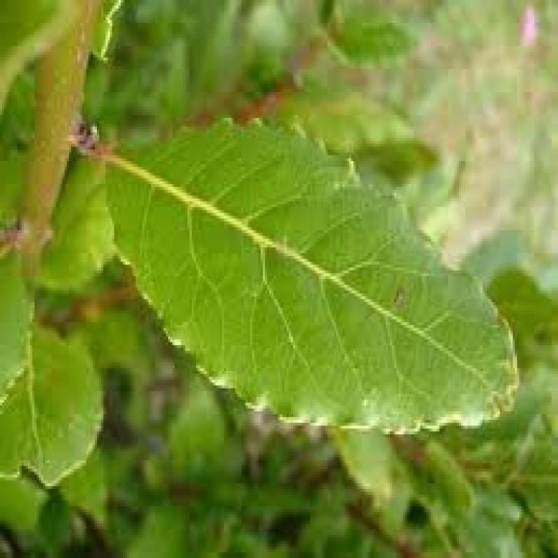 Sweet Bay Leaf Plant Bay Laurel Plant Two (2) Live Plants Each 4