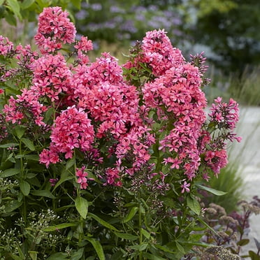 Van Zyverden Tall Phlox Paniculata Cleopatra Set of 3 Plant Roots Pink Partial Sun Perennial Pollinator 1 lb