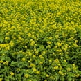 thumbnail image 2 of White Mustard Seeds For Cover Crops - 10 LBS, 2 of 2