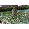thumbnail image 2 of Thorndale English Ivy 48 Plants - Hardy Groundcover - 1 3/4" Pots, 2 of 4