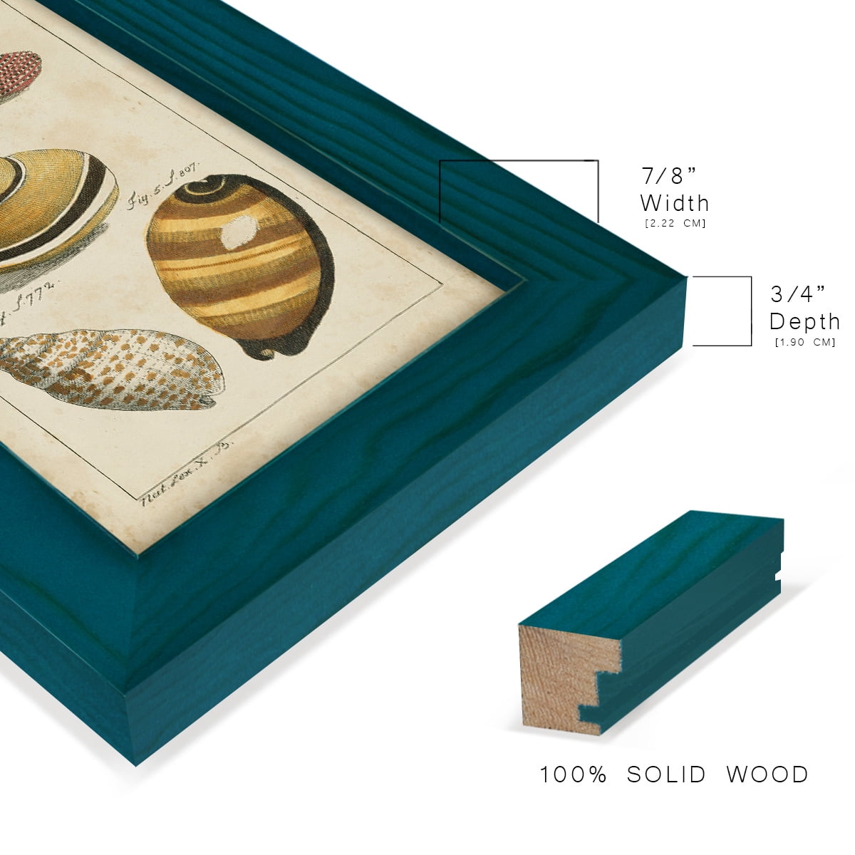 Vintage Shell Study IV -Framed Print w/glass-Ocean Blue