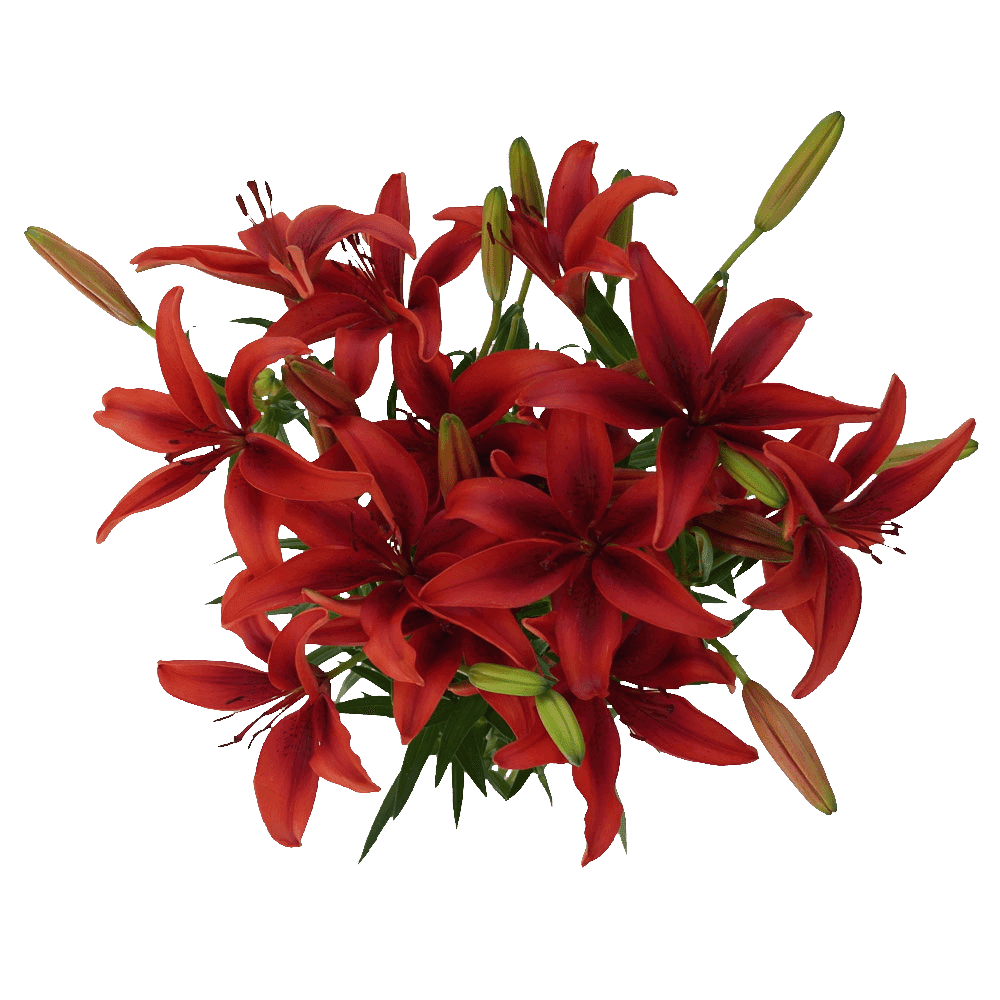 My Image 23
