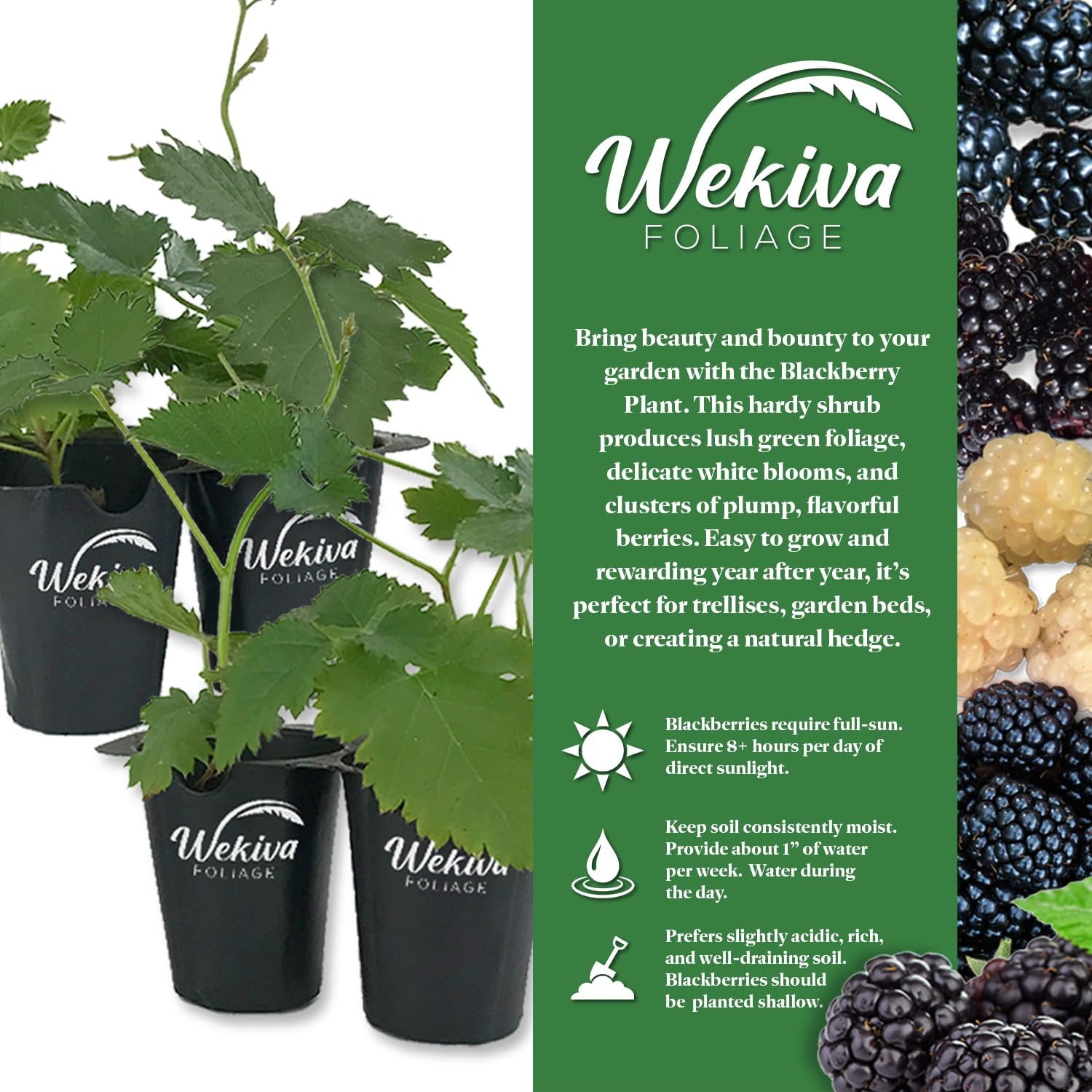 Big Daddy Blackberry Plant - 3 Live Starter Plants - Rubus - Edible Fruit Bearing Bush for Patio and Garden