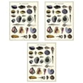 thumbnail image 1 of Matsuzay Paquete de 3 carteles artísticos con diseño de concha de pintura sin marco, imagen extraíble, suministros de decoración con estilo para sala Decoración del hogar Matsuzay HA010919-00, 1 of 6
