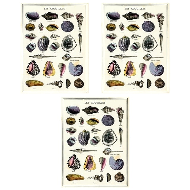 Matsuzay Paquete de 3 carteles artísticos con diseño de concha de pintura sin marco, imagen extraíble, suministros de decoración con estilo para sala Decoración del hogar Matsuzay HA010919-00