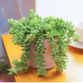 thumbnail image 5 of Donkey Tail Trailing Sedum Plant Live for Planting, 2 Inch Pot Donkey Tail Succulent Plants Live Succulents, Live Succulents Plants Fully Rooted, Easy Care House Plant, 5 of 6