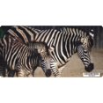 thumbnail image 1 of Zebra With Foal Photo License Plate, 1 of 1